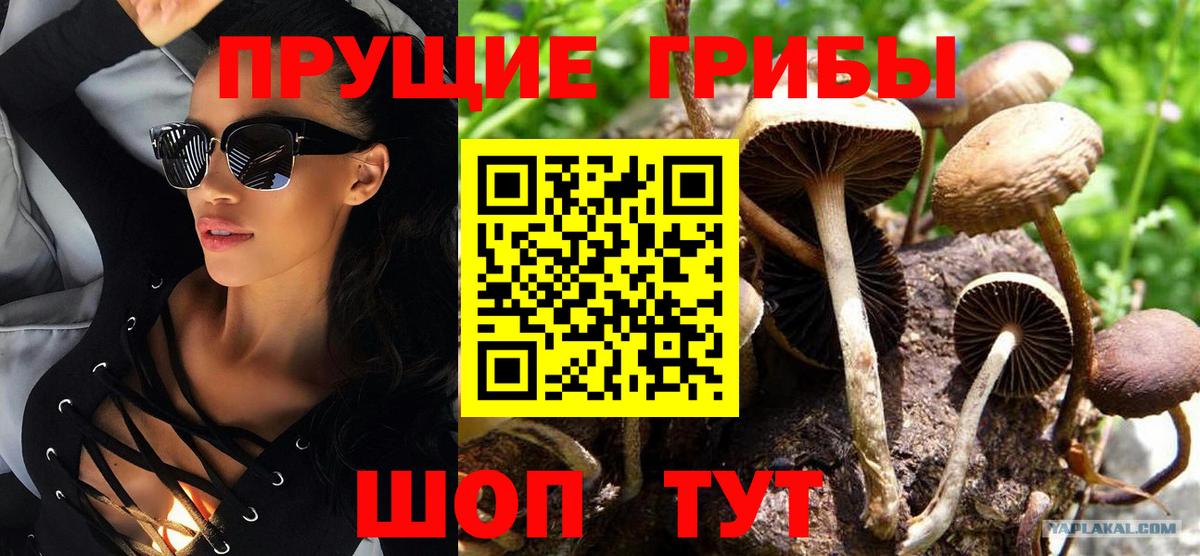 Галлюциногенные грибы Psilocybine cubensis  Вход с VPN  Псилоцибиновые грибы Cubensis  Касимов 